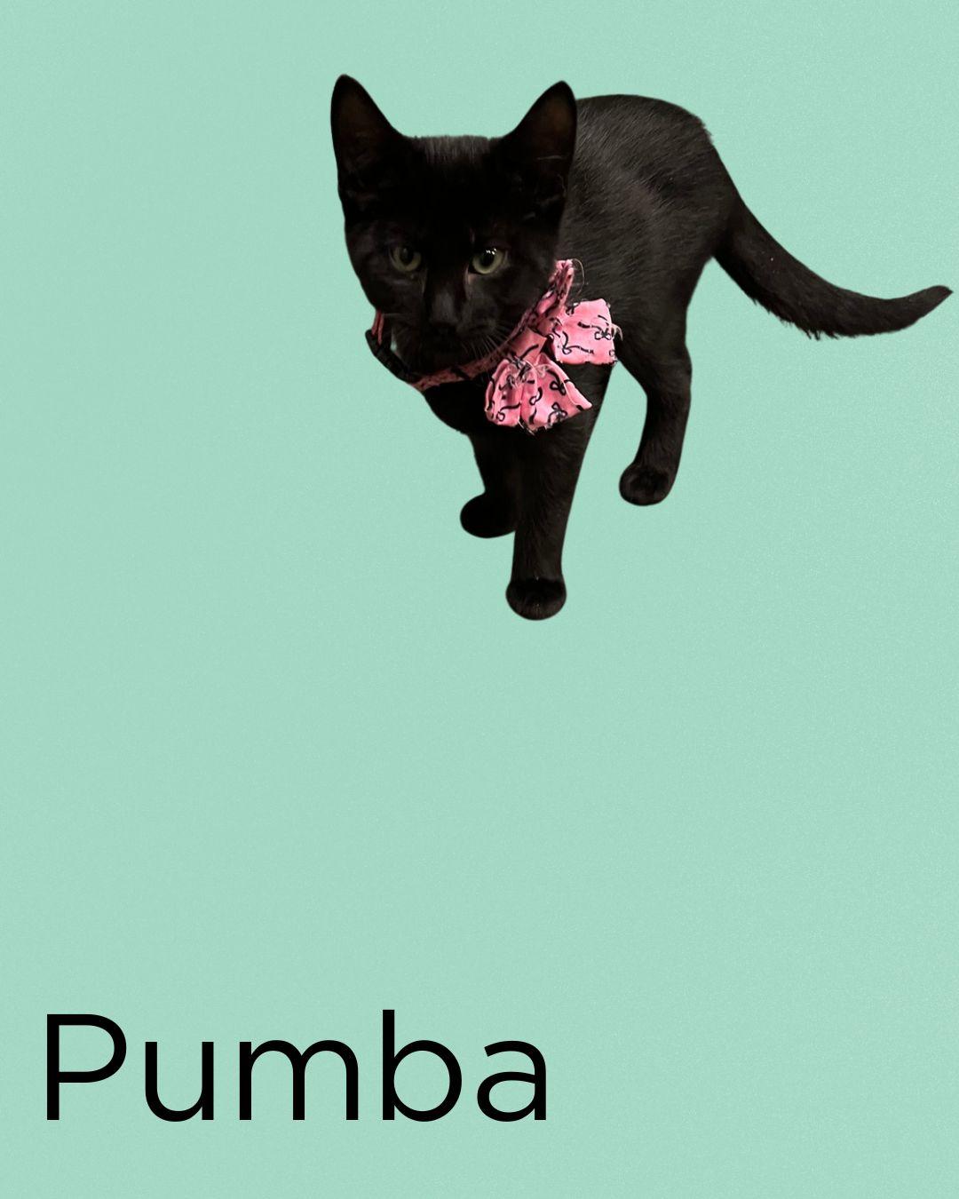 Enlarge The Lion King Kittens, a ADOPTABLE Domestic Short Hair in St Thomas, ON image 3/6
