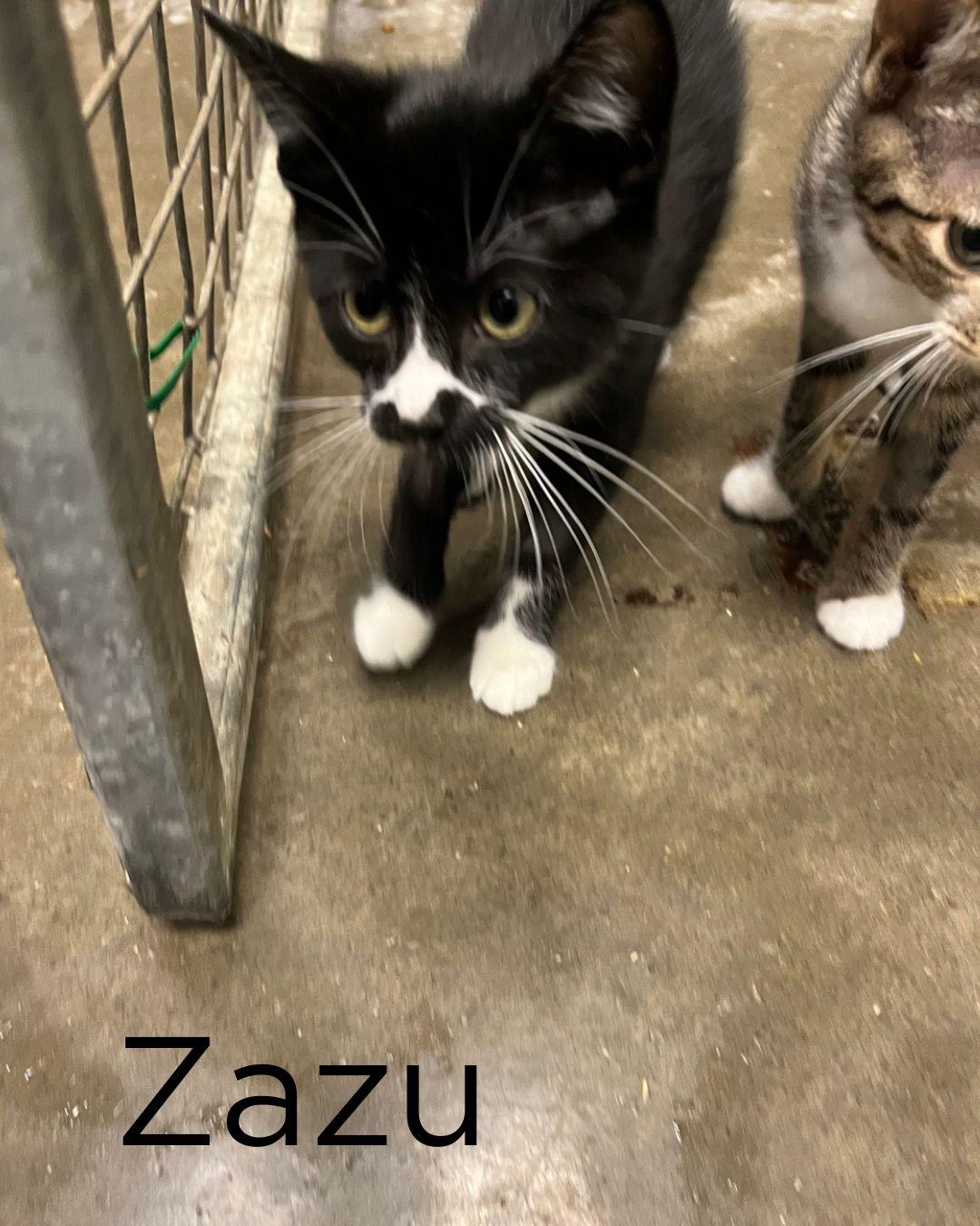 Enlarge The Lion King Kittens, a ADOPTABLE Domestic Short Hair in St Thomas, ON image 4/6
