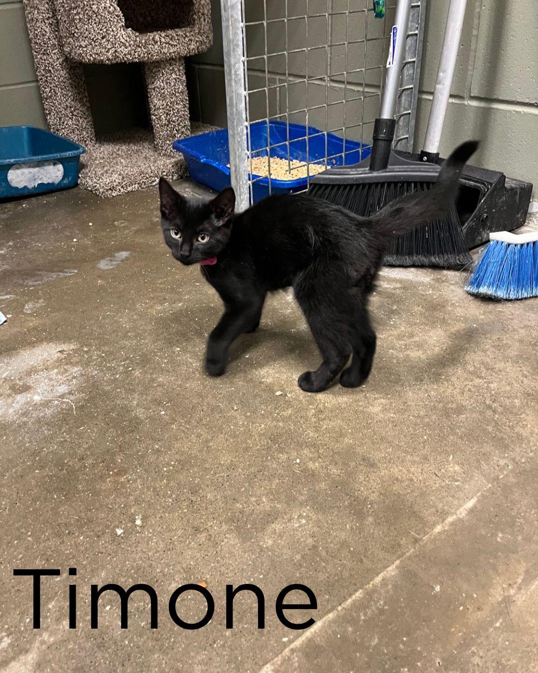 Enlarge The Lion King Kittens, a ADOPTABLE Domestic Short Hair in St Thomas, ON image 6/6