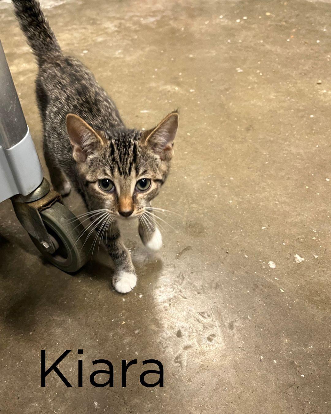 Enlarge The Lion King Kittens, a ADOPTABLE Domestic Short Hair in St Thomas, ON image 5/6