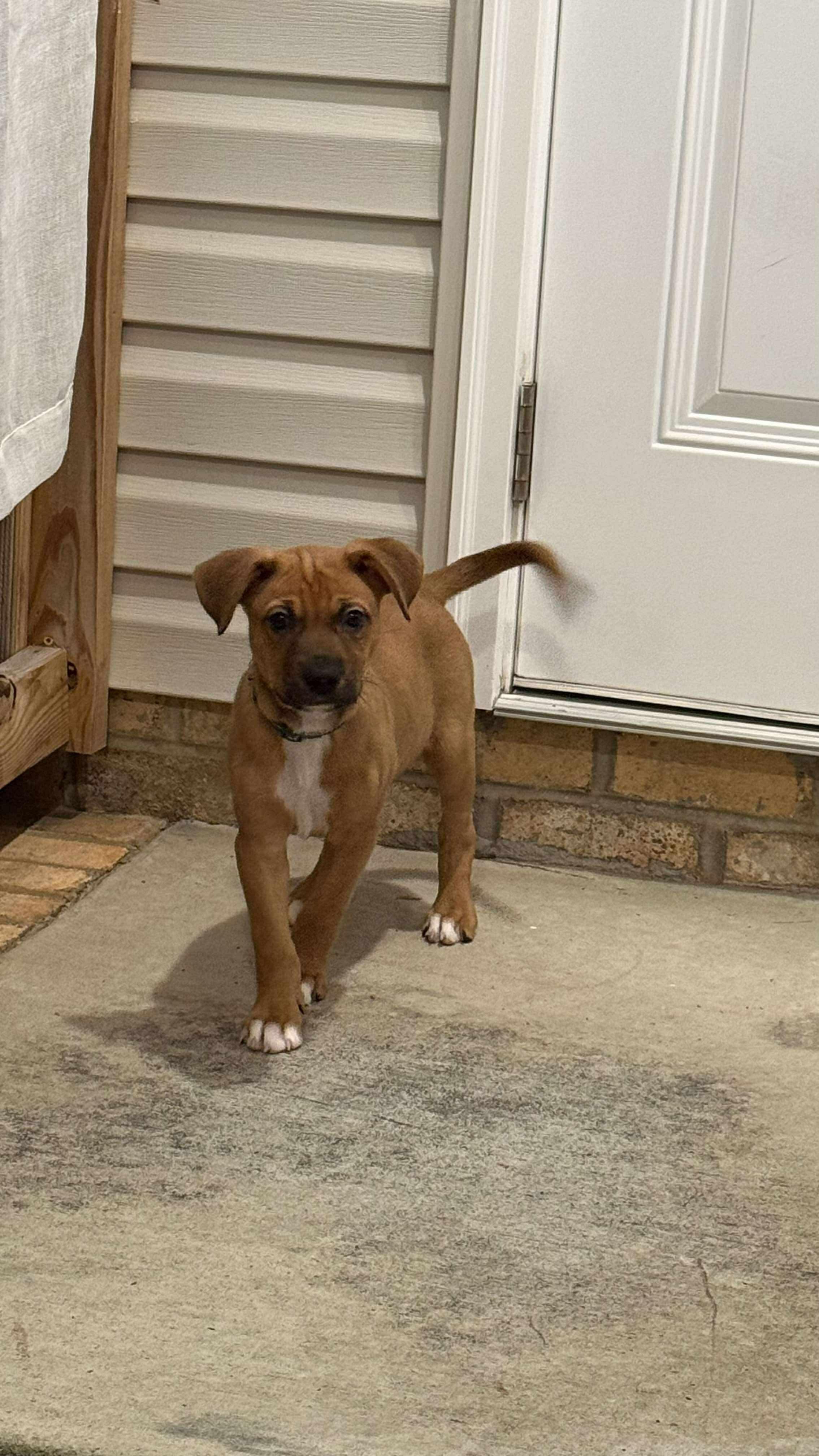 Gabe, Adoptable, Puppy Male Labrador Retriever & Hound.