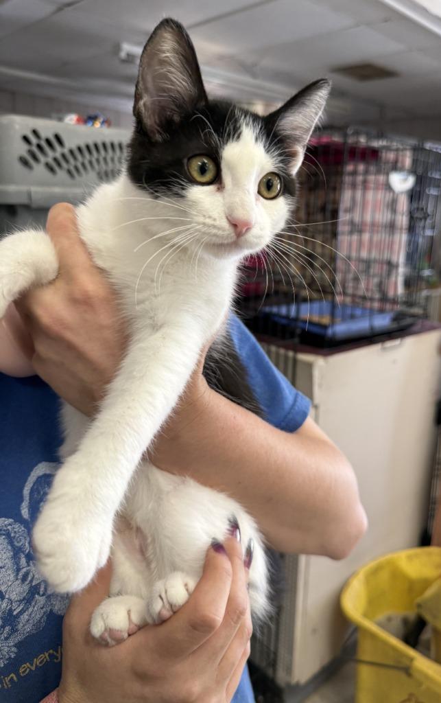 Enlarge Adelle, a Adoptable mixed breed in Lemoore, CA image 1/1