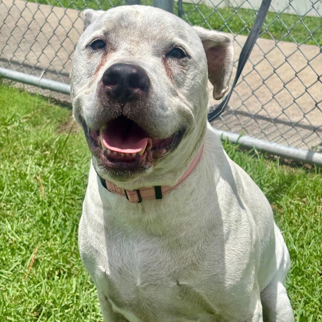 Hulk, a Adoptable mixed breed in League City, TX image 3/6