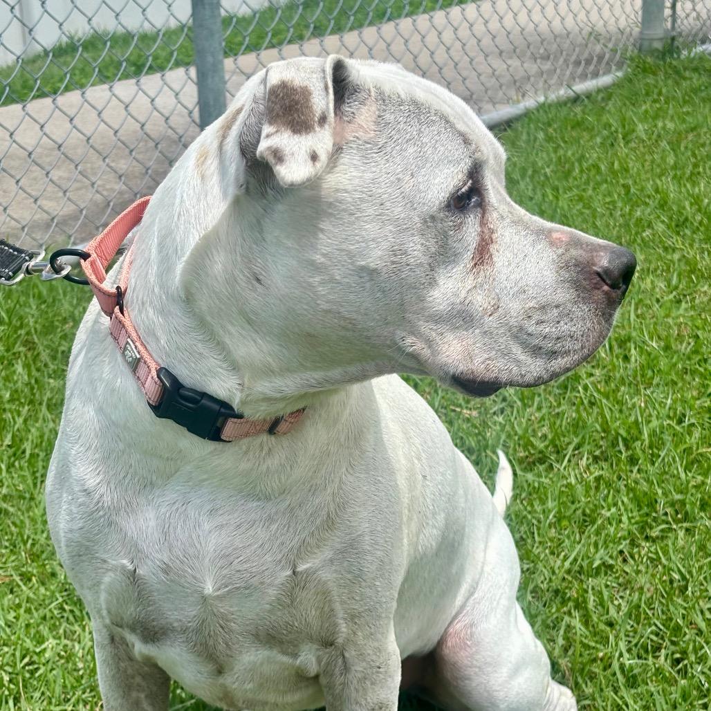 Hulk, a Adoptable mixed breed in League City, TX image 5/6