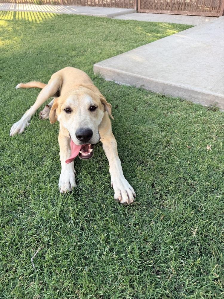Enlarge Cunningfaree / Lucas, a Adoptable mixed breed in Broomfield, CO image 2/6