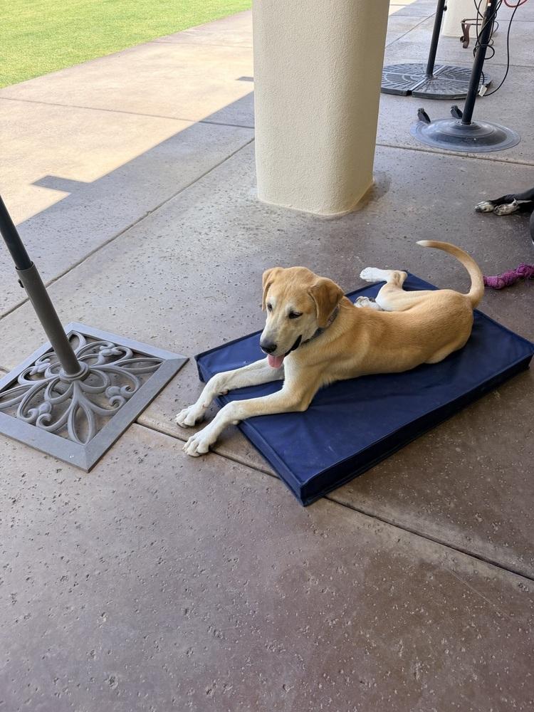Enlarge Cunningfaree / Lucas, a Adoptable mixed breed in Broomfield, CO image 5/6