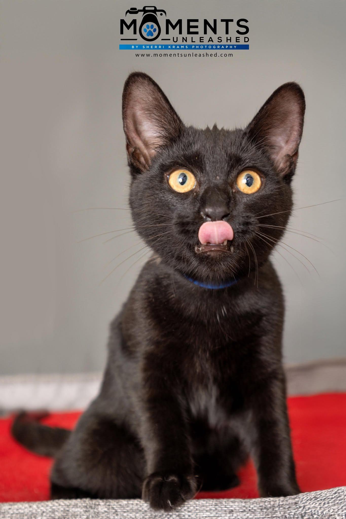 Molasses, a Adoptable Domestic Short Hair in Myakka City, FL image 1/5