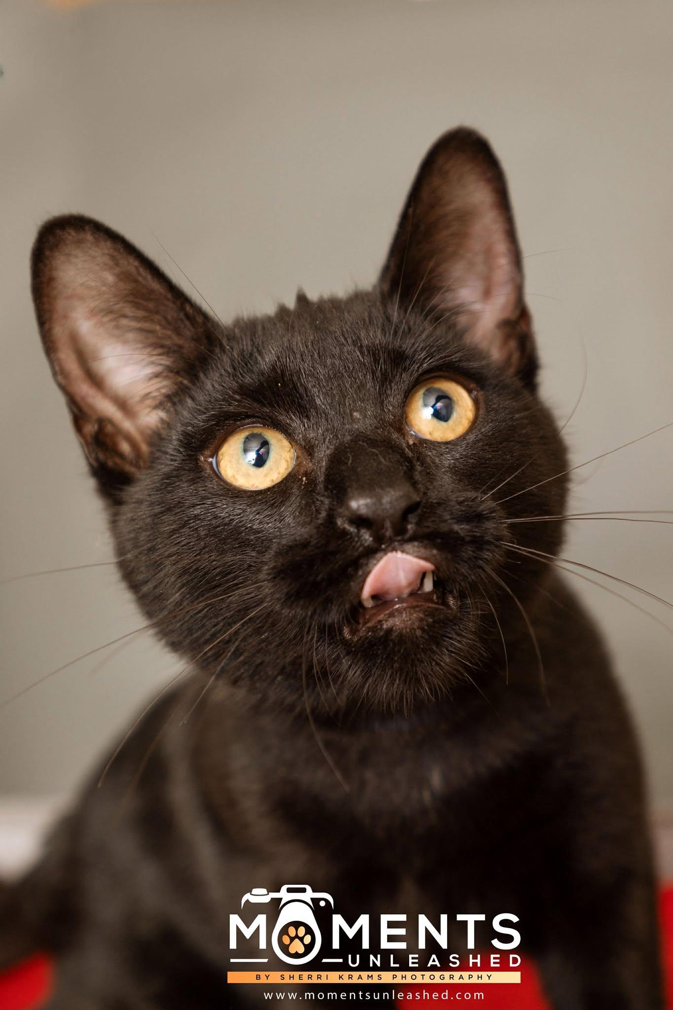 Molasses, a Adoptable Domestic Short Hair in Myakka City, FL image 2/5