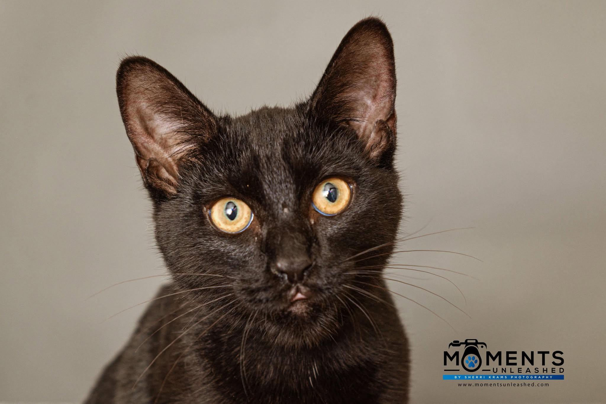 Molasses, Adoptable, Kitten Male Domestic Short Hair.