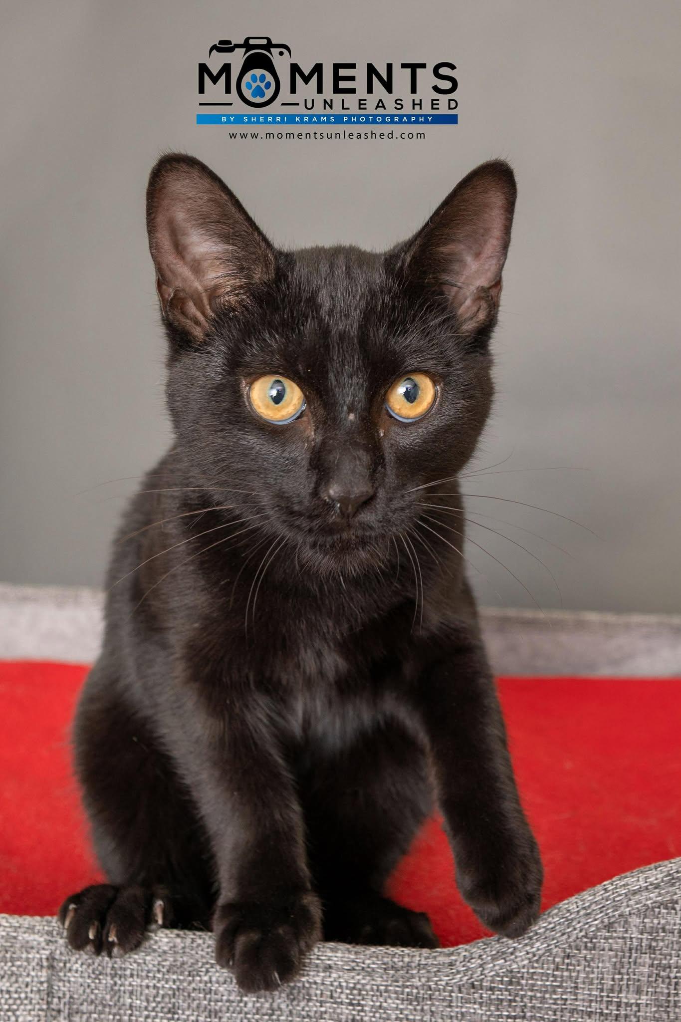 Molasses, a Adoptable Domestic Short Hair in Myakka City, FL image 4/5