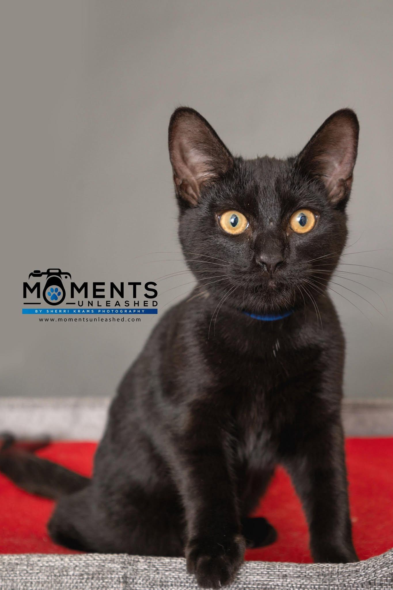 Molasses, a Adoptable Domestic Short Hair in Myakka City, FL image 5/5