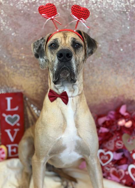 NOODLES, Adoptable, Adult Male Great Dane.