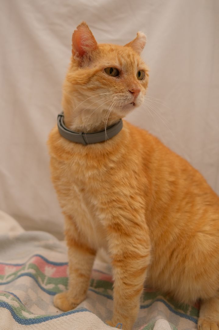 Tomás