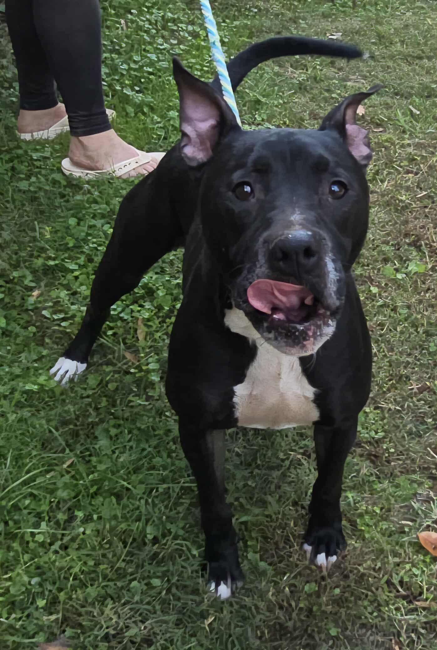 Connor *foster needed*