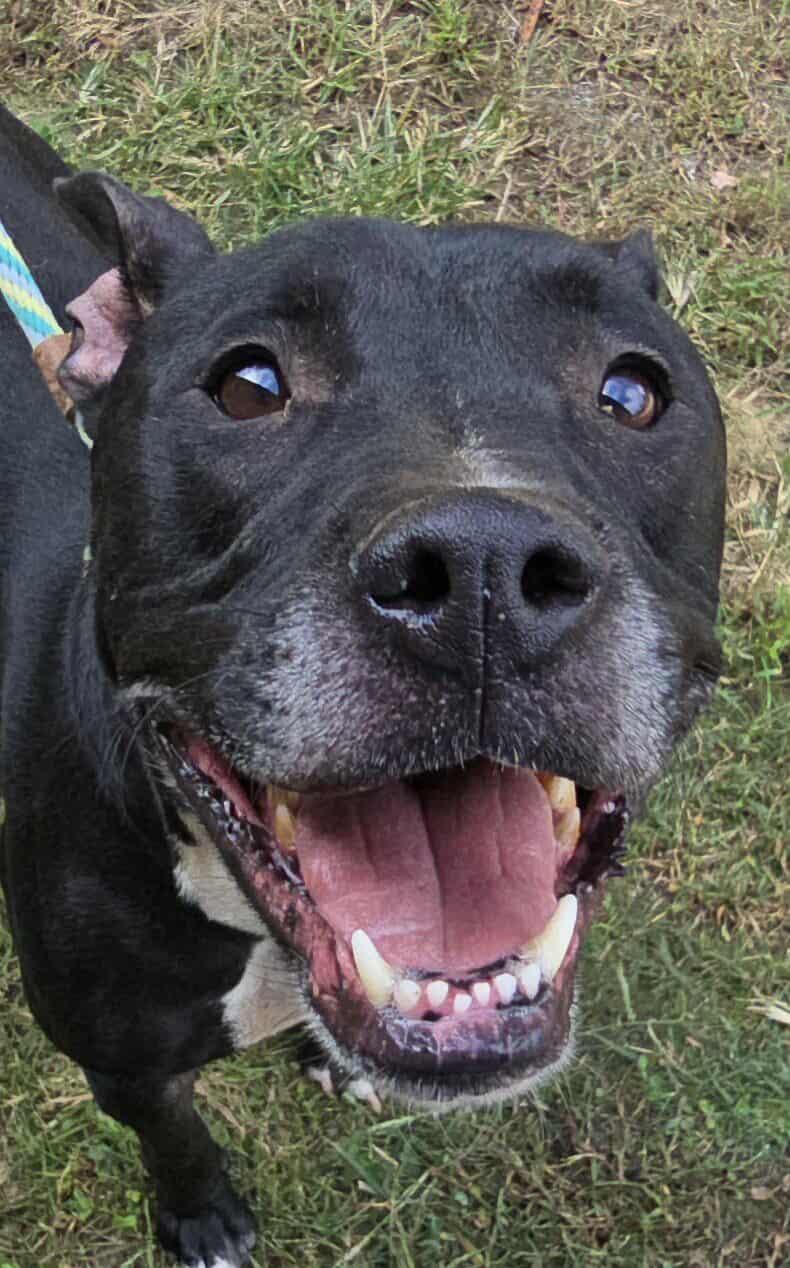 Connor *foster needed*