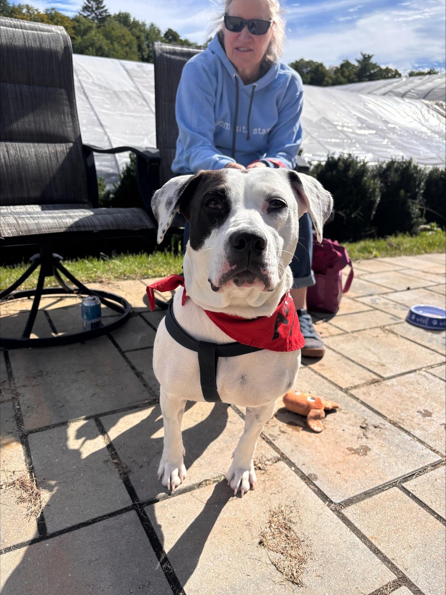 Enlarge Josie momma S'more - local dog, a Adoptable mixed breed in Andover, MA image 2/6