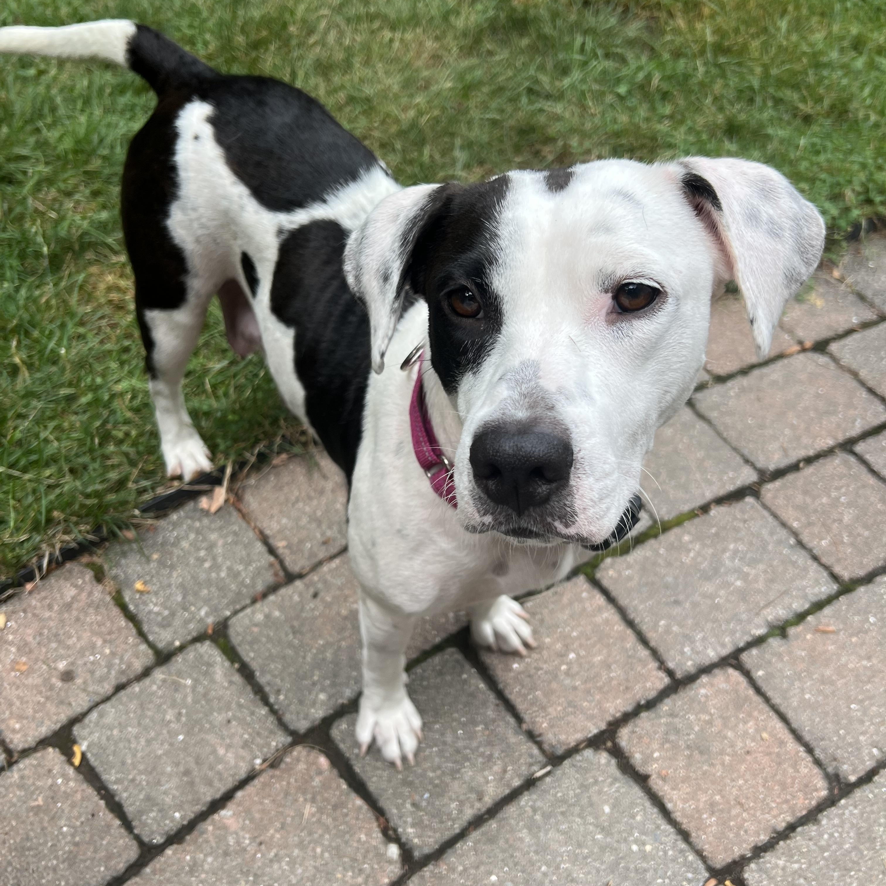 Enlarge Josie momma S'more - local dog, a Adoptable mixed breed in Andover, MA image 4/6