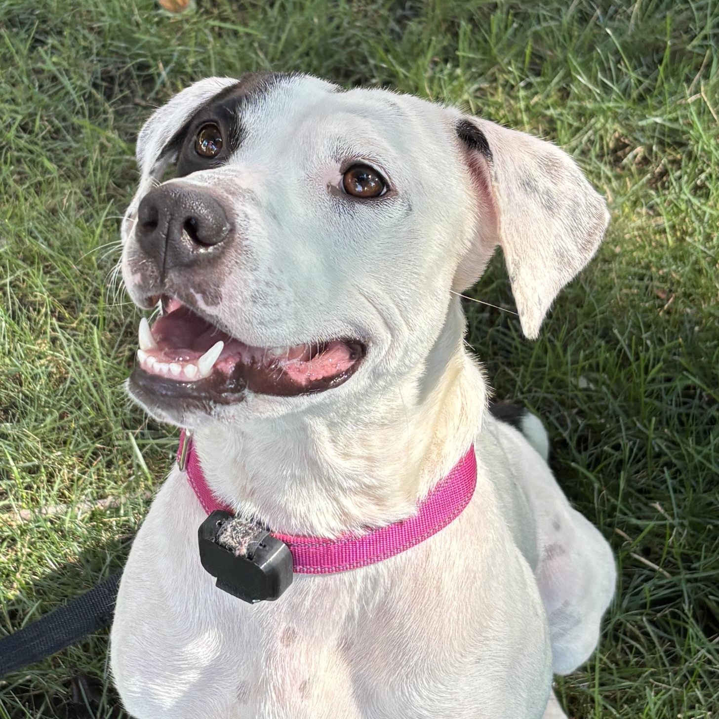 Enlarge Josie momma S'more - local dog, a Adoptable mixed breed in Andover, MA image 1/6