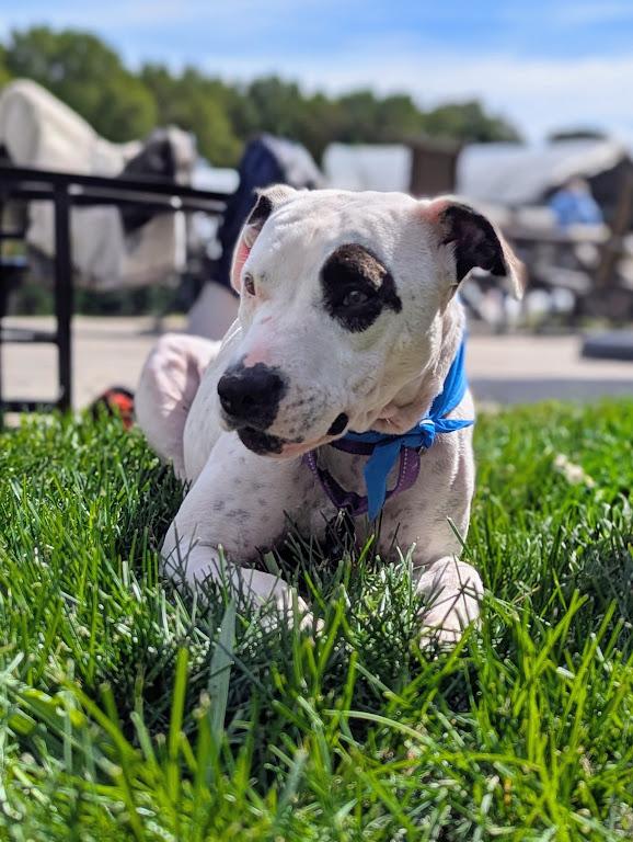 Enlarge Josie momma S'more - local dog, a Adoptable mixed breed in Andover, MA image 6/6