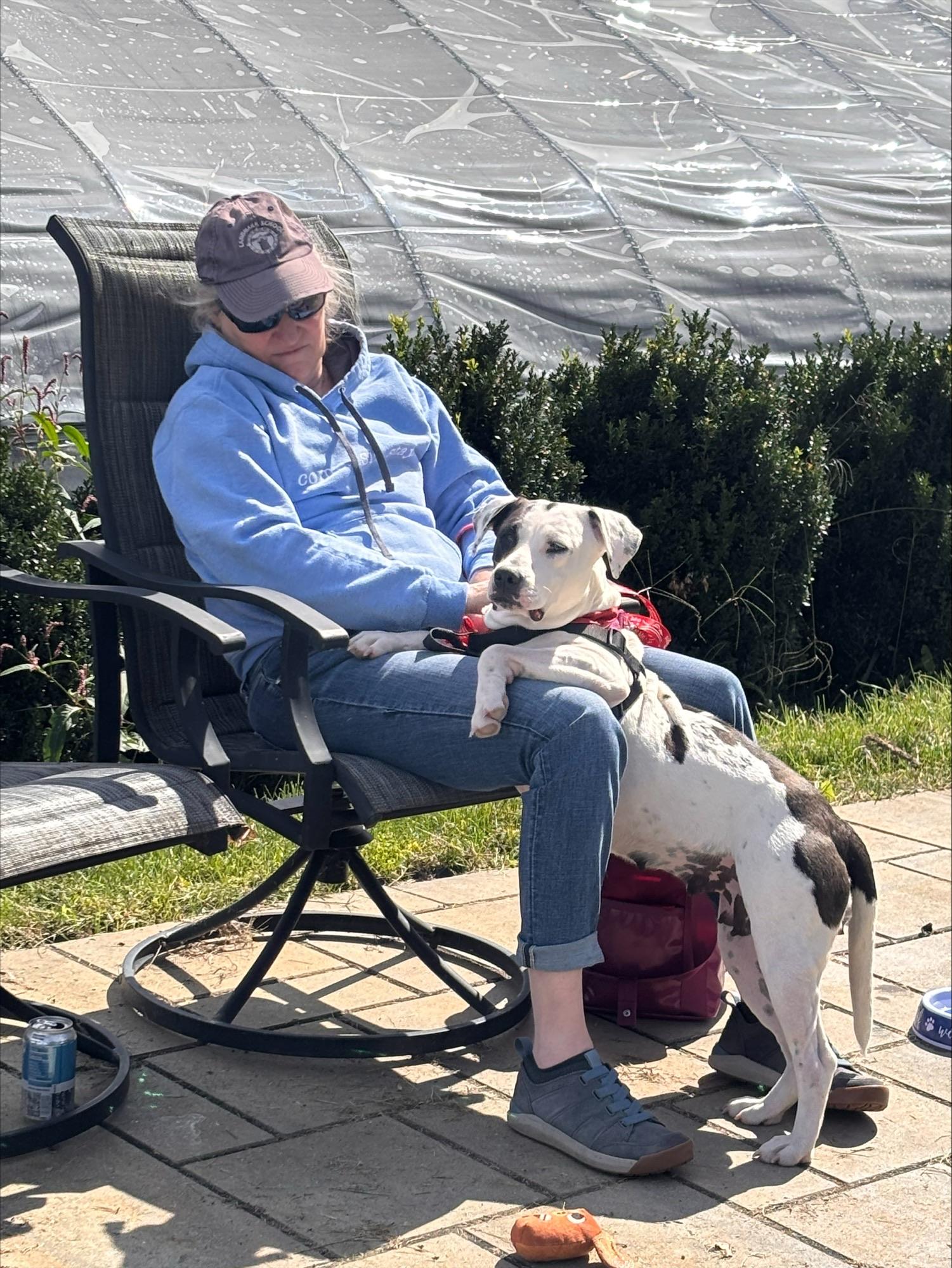 Enlarge Josie momma S'more - local dog, a Adoptable mixed breed in Andover, MA image 3/6