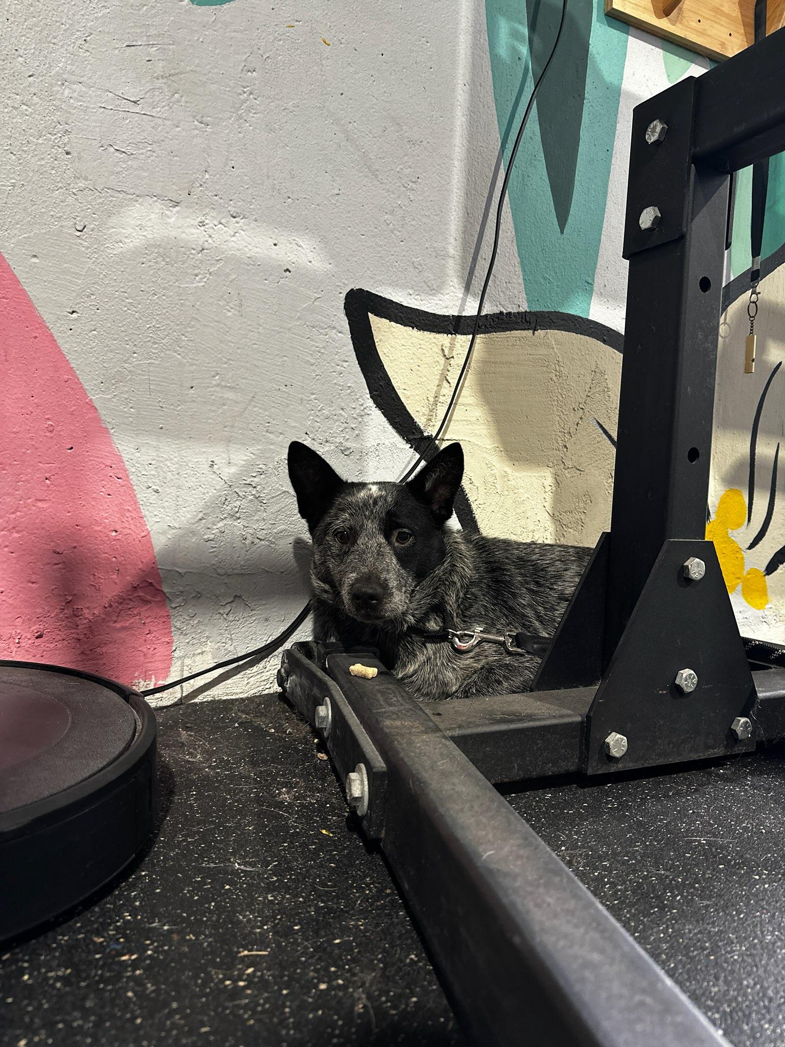 SNICKERS, a Adoptable Australian Cattle Dog / Blue Heeler in Bradenton, FL image 1/6