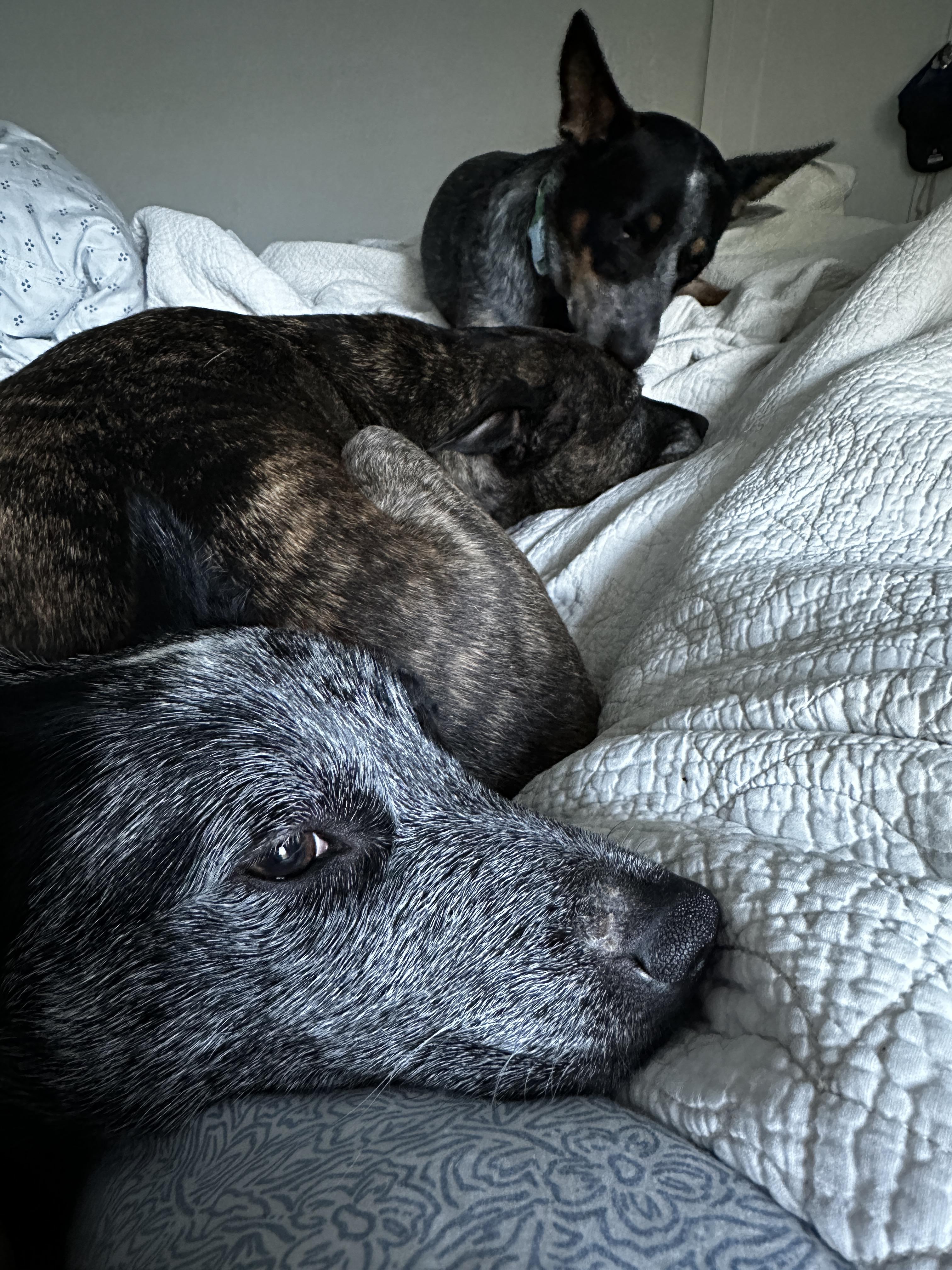 SNICKERS, Adoptable, Young Female Australian Cattle Dog / Blue Heeler.