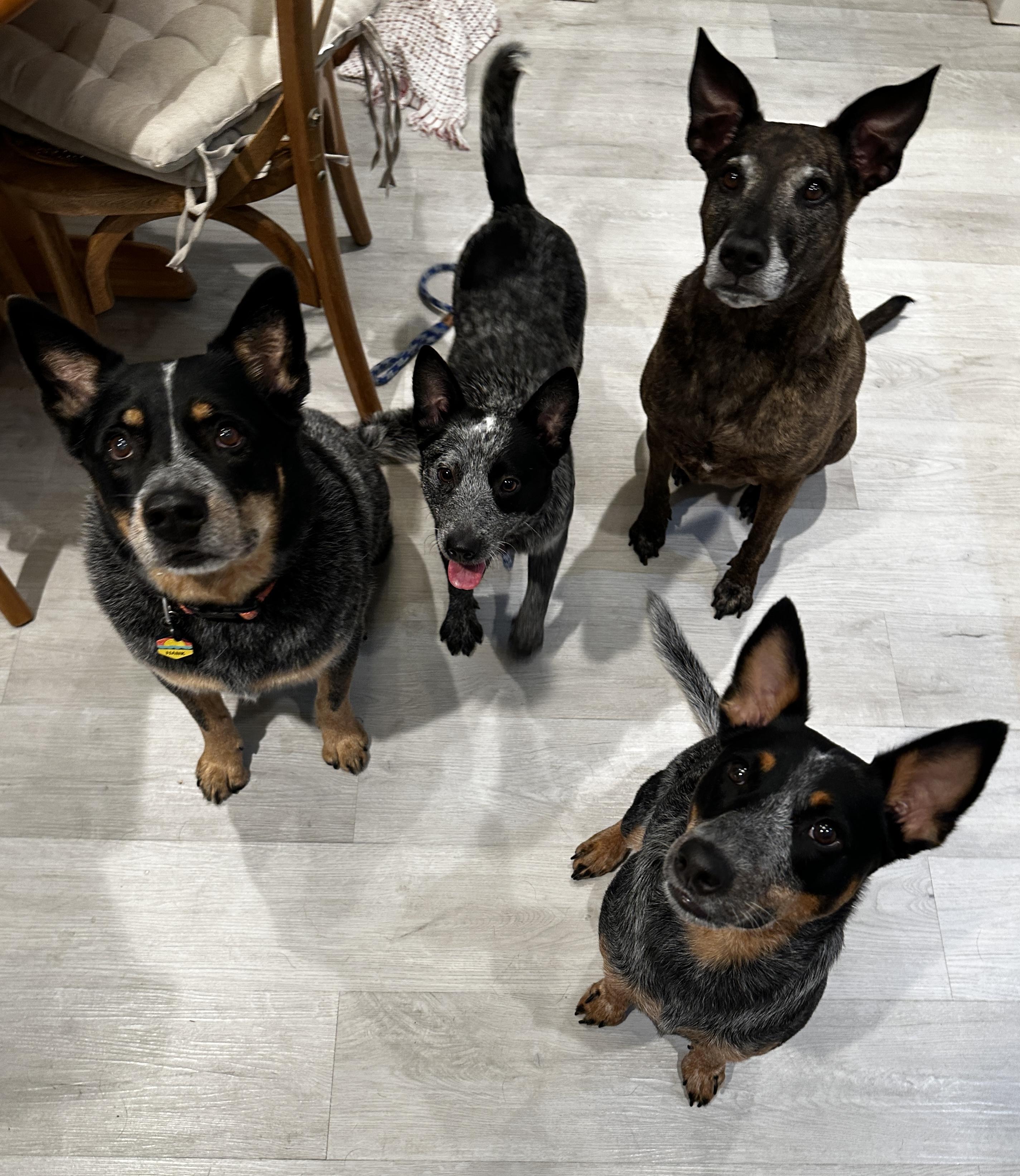 Enlarge SNICKERS, a Adoptable Australian Cattle Dog / Blue Heeler in Bradenton, FL image 2/6