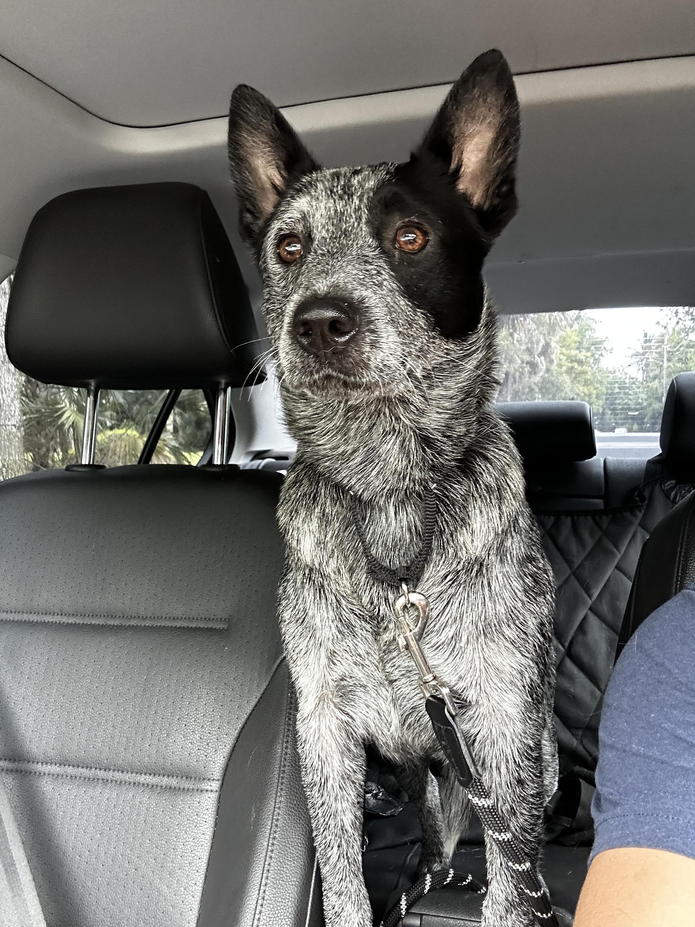 Enlarge SNICKERS, a Adoptable Australian Cattle Dog / Blue Heeler in Bradenton, FL image 3/6