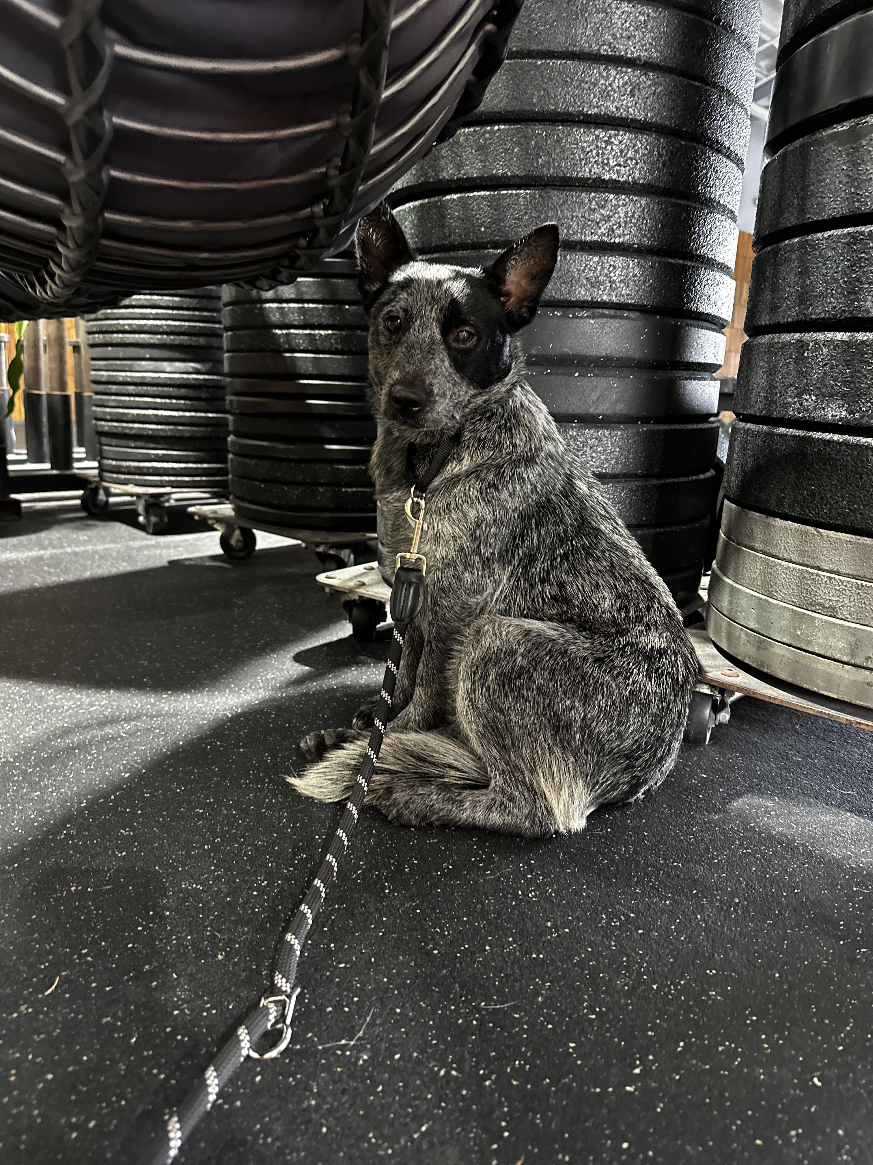 SNICKERS, a Adoptable Australian Cattle Dog / Blue Heeler in Bradenton, FL image 2/6