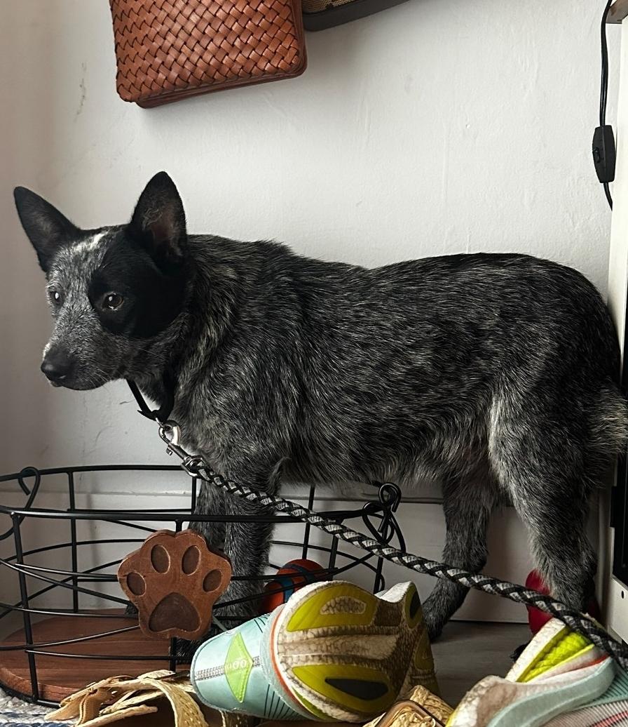 SNICKERS, a Adoptable Australian Cattle Dog / Blue Heeler in Bradenton, FL image 3/6