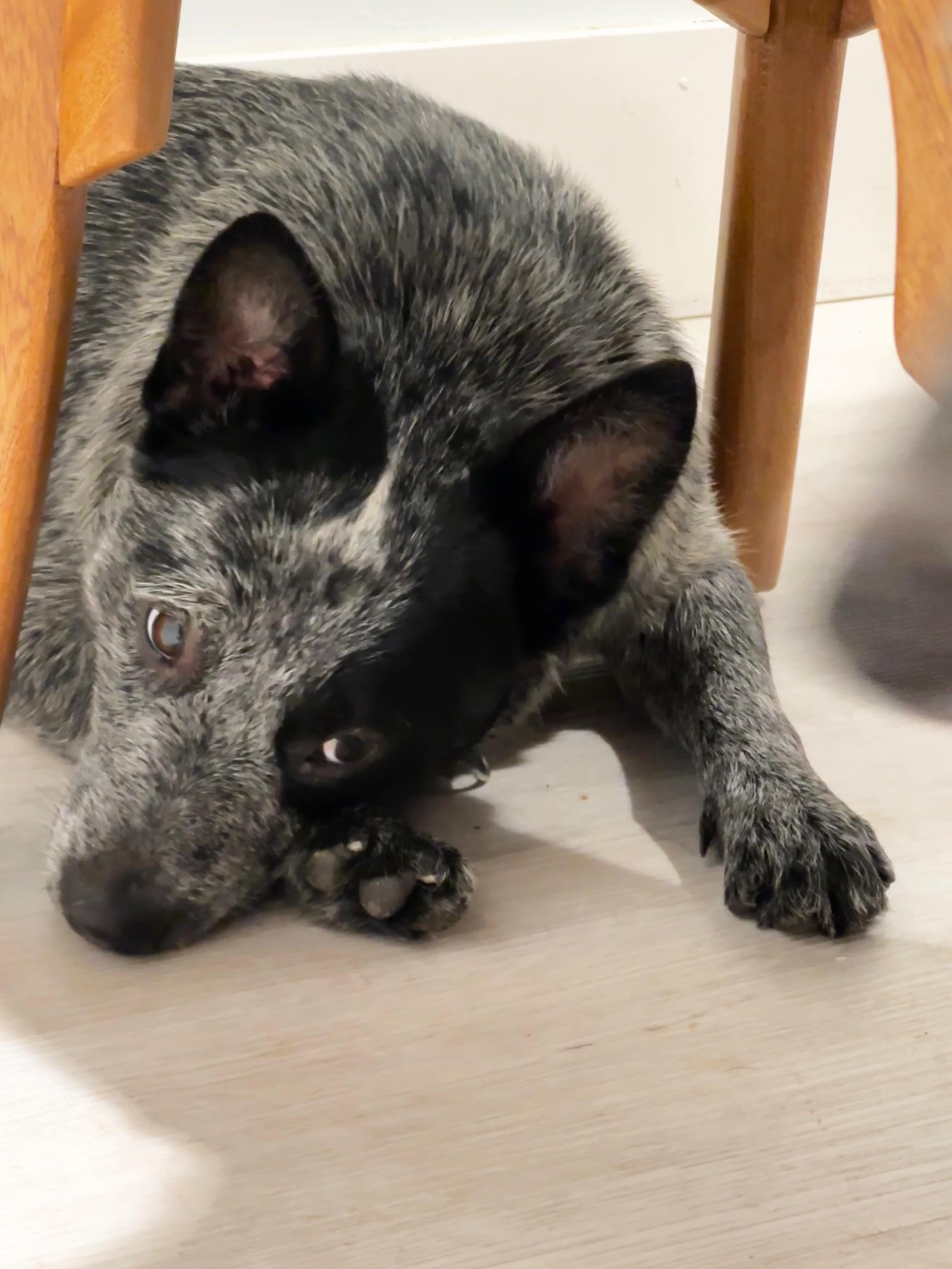 SNICKERS, a Adoptable Australian Cattle Dog / Blue Heeler in Bradenton, FL image 4/6