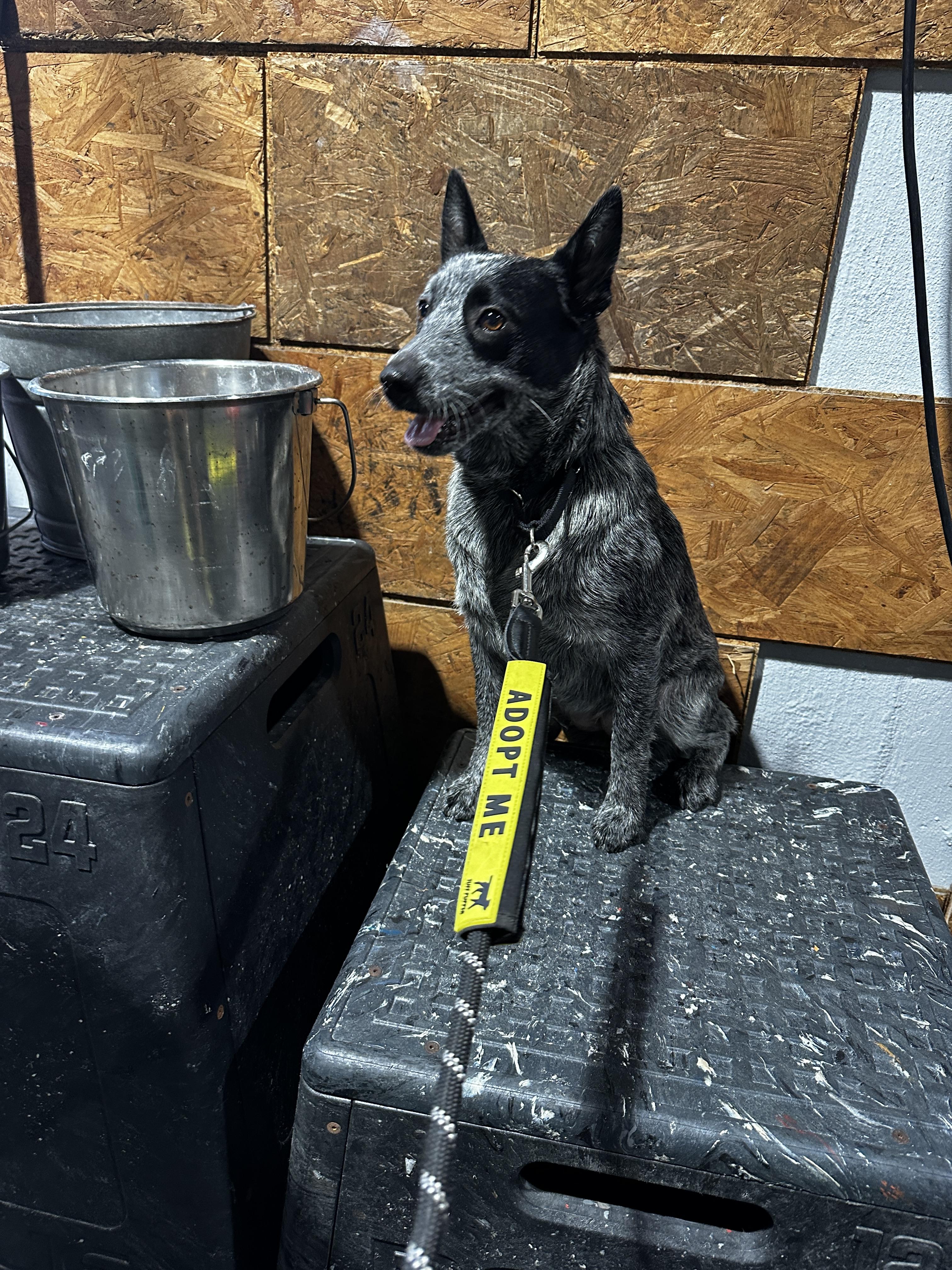 Enlarge SNICKERS, a Adoptable Australian Cattle Dog / Blue Heeler in Bradenton, FL image 5/6