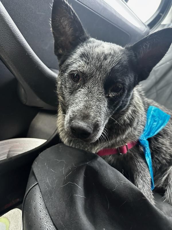 SNICKERS, a Adoptable Australian Cattle Dog / Blue Heeler in Bradenton, FL image 5/6