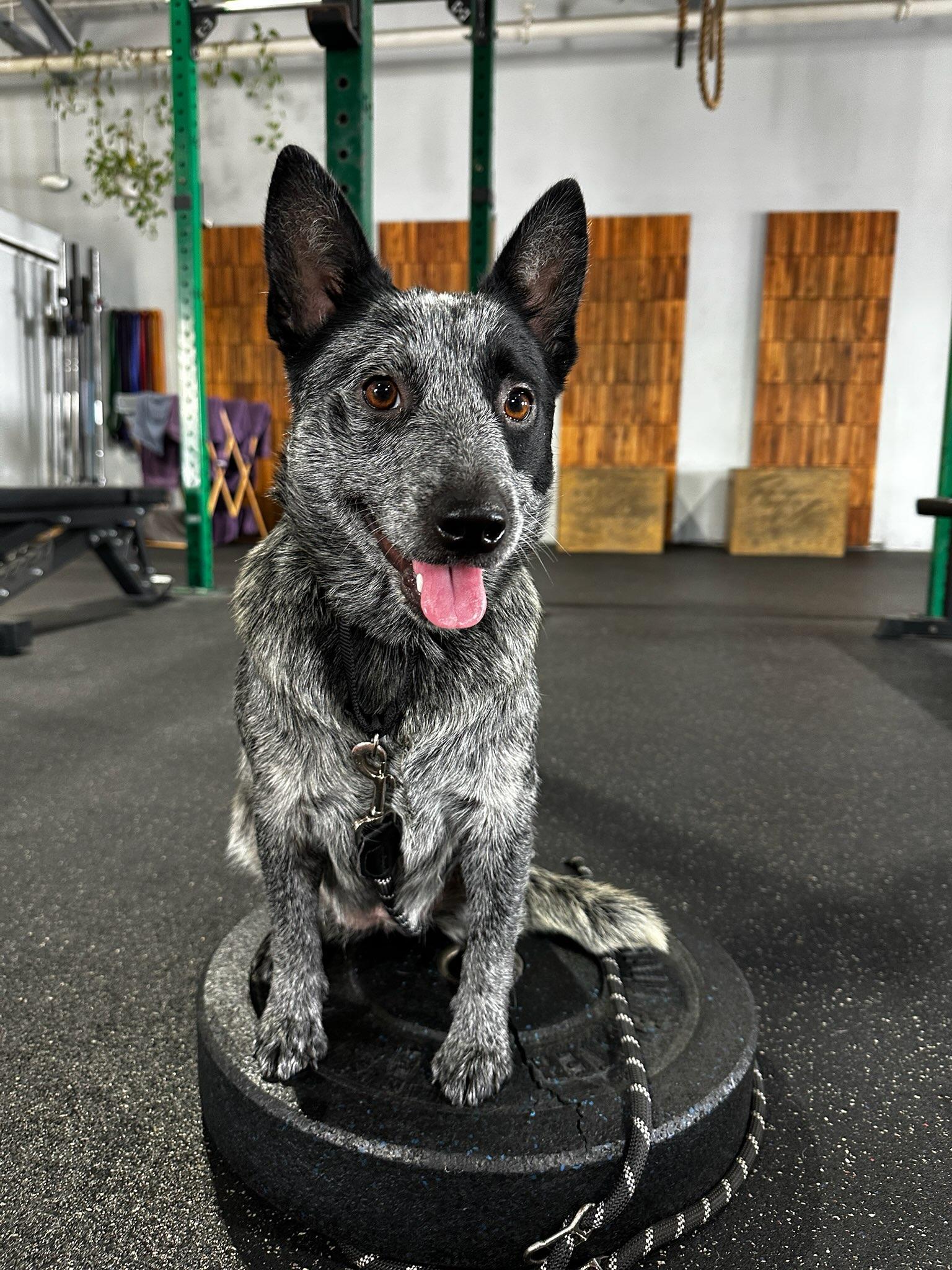 SNICKERS, a Adoptable Australian Cattle Dog / Blue Heeler in Bradenton, FL image 6/6