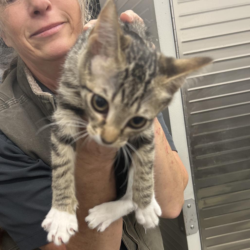 Enlarge C10, a Adoptable Domestic Short Hair in Bronson, FL image 1/1