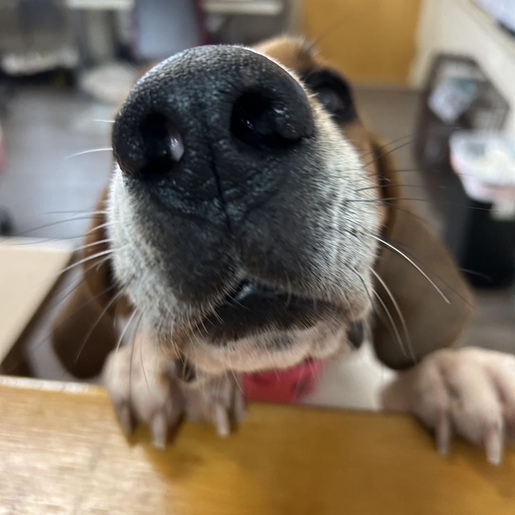 Enlarge Birdie, a Adoptable Coonhound in Danville, KY image 1/6