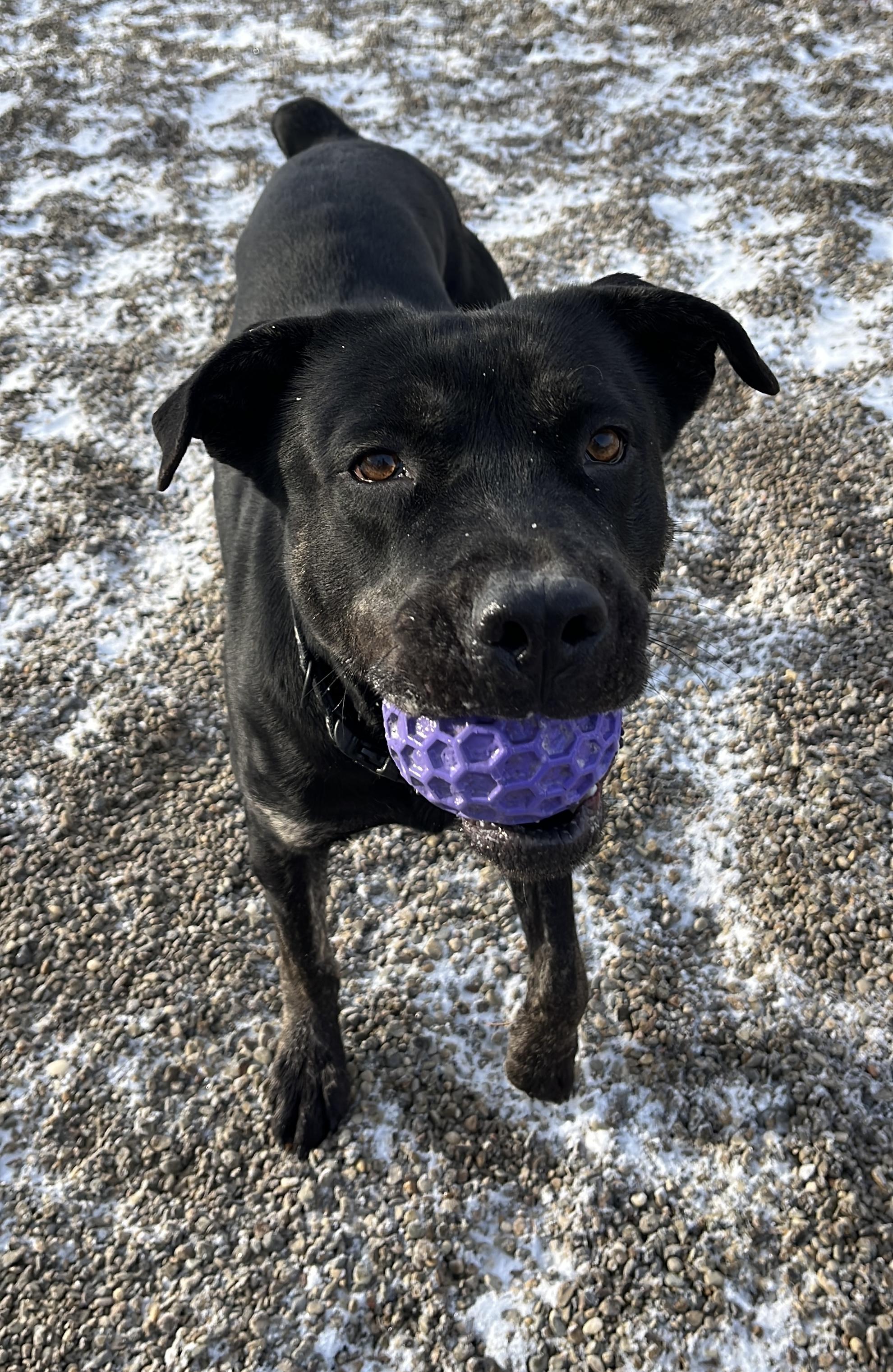 Slick AVAILABLE, Adoptable, Adult Male Cane Corso & Pit Bull Terrier.