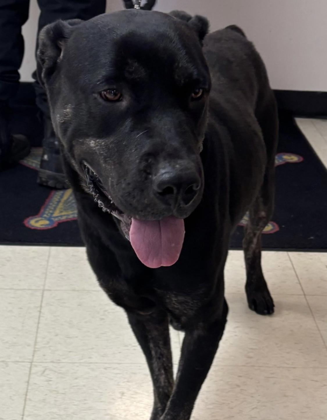 Enlarge Slick AVAILABLE, a Adoptable mixed breed in Canton, OH image 4/4