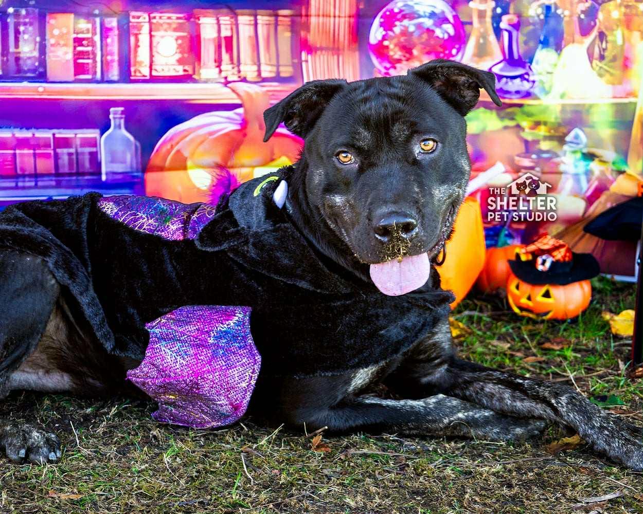 Enlarge Slick AVAILABLE, a Adoptable mixed breed in Canton, OH image 1/4