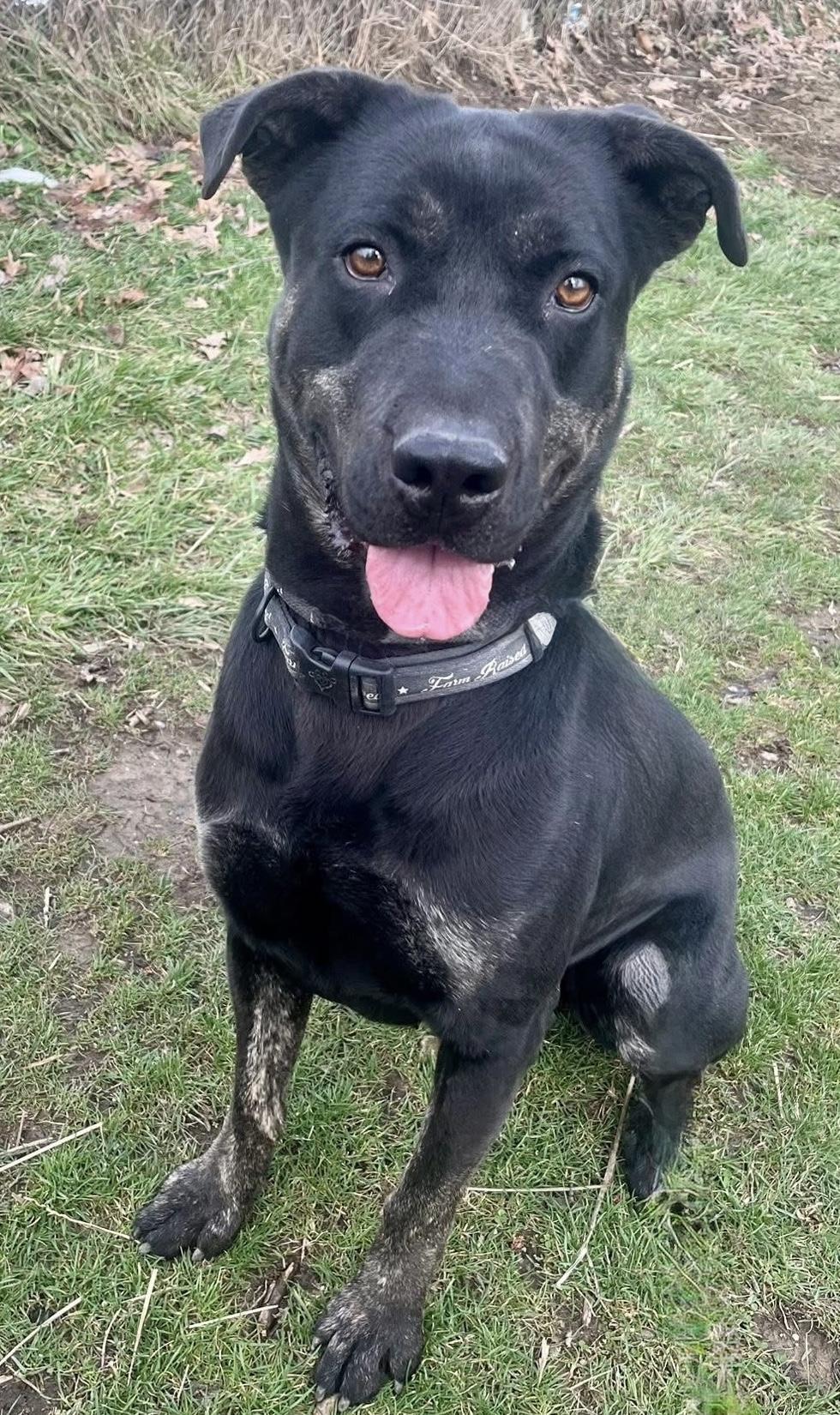 Enlarge Slick ADOPTED, a Adoptable mixed breed in Canton, OH image 1/6