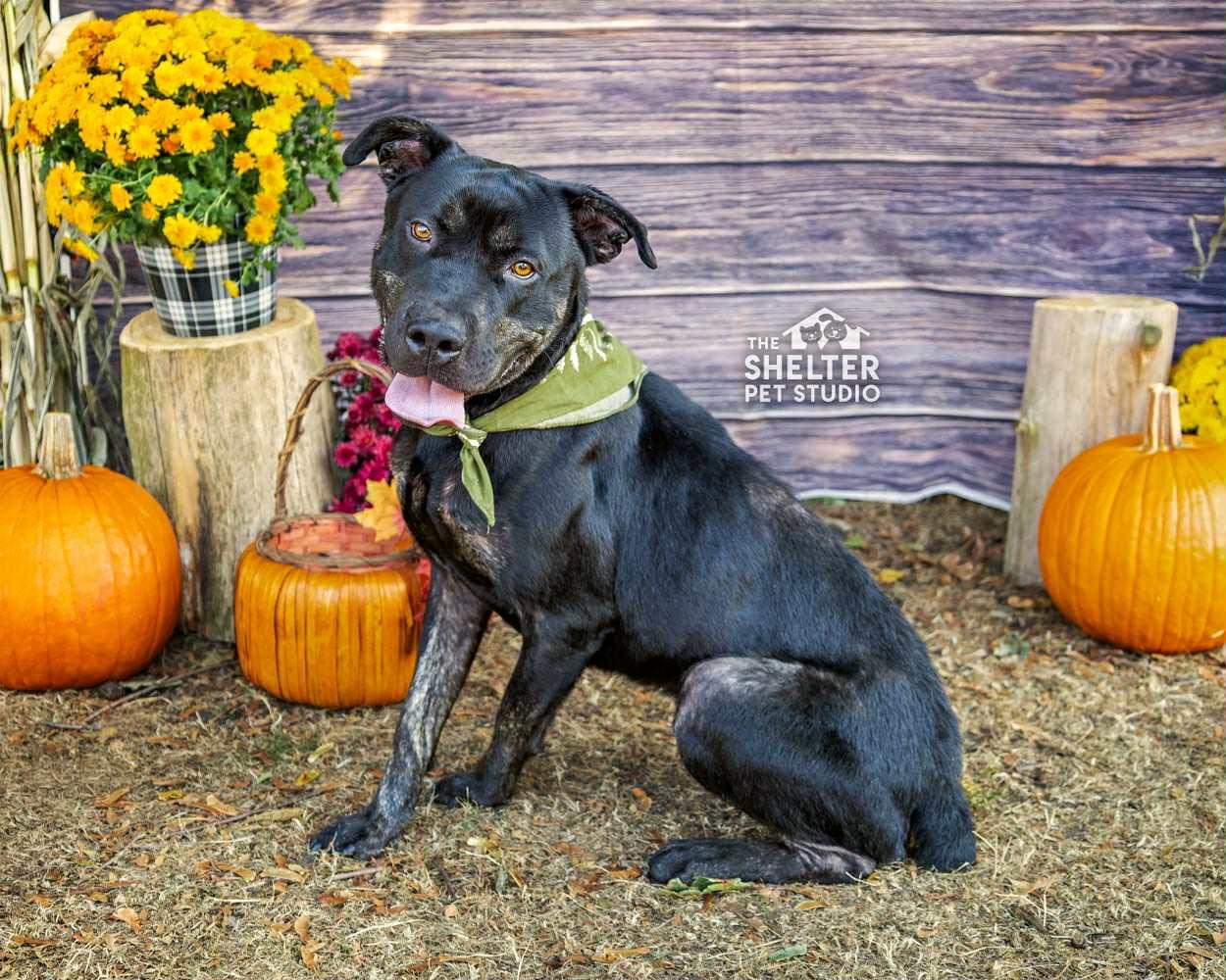 Slick AVAILABLE, Adoptable, Adult Male Cane Corso & Pit Bull Terrier.