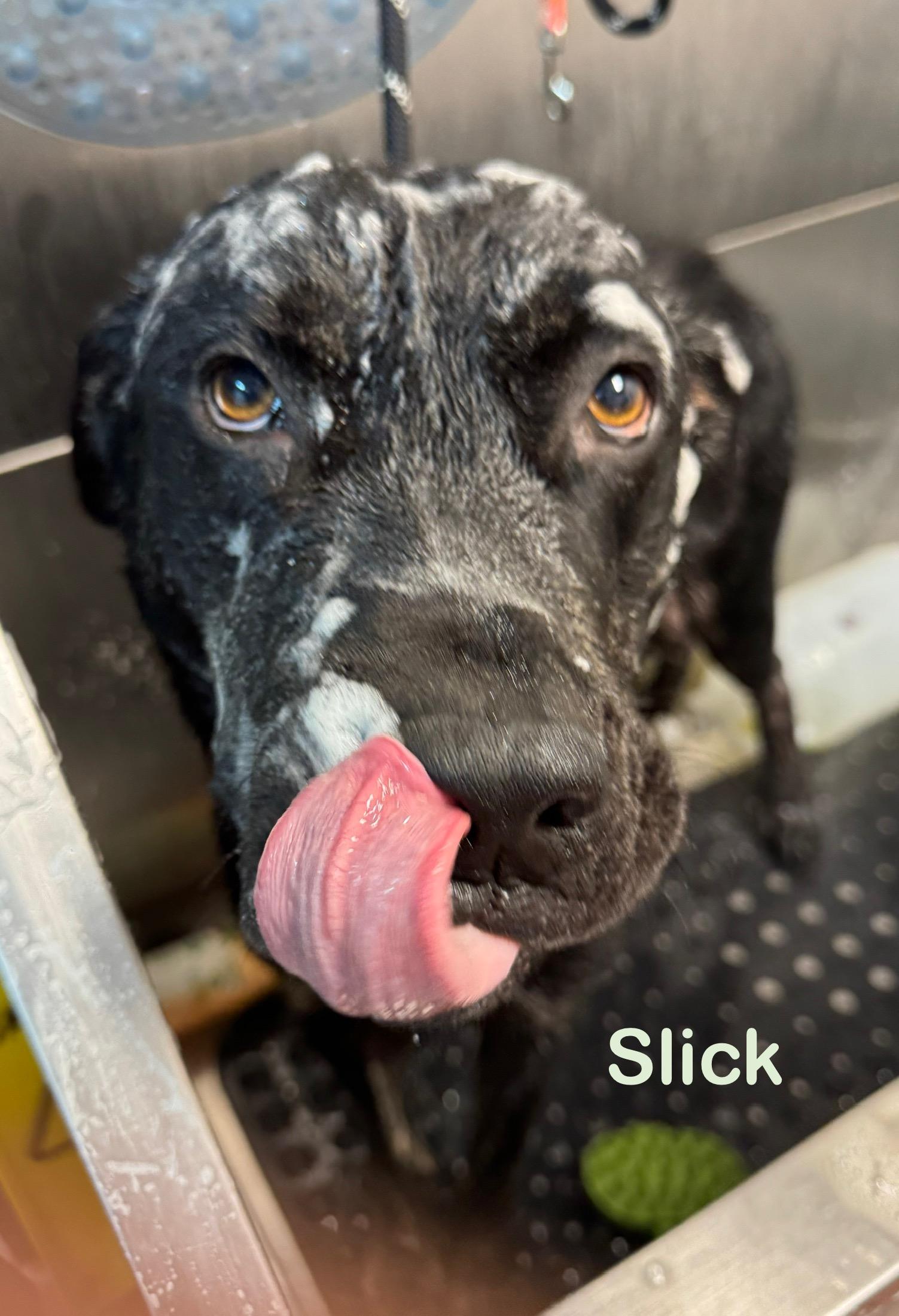 Enlarge Slick AVAILABLE, a Adoptable mixed breed in Canton, OH image 3/4