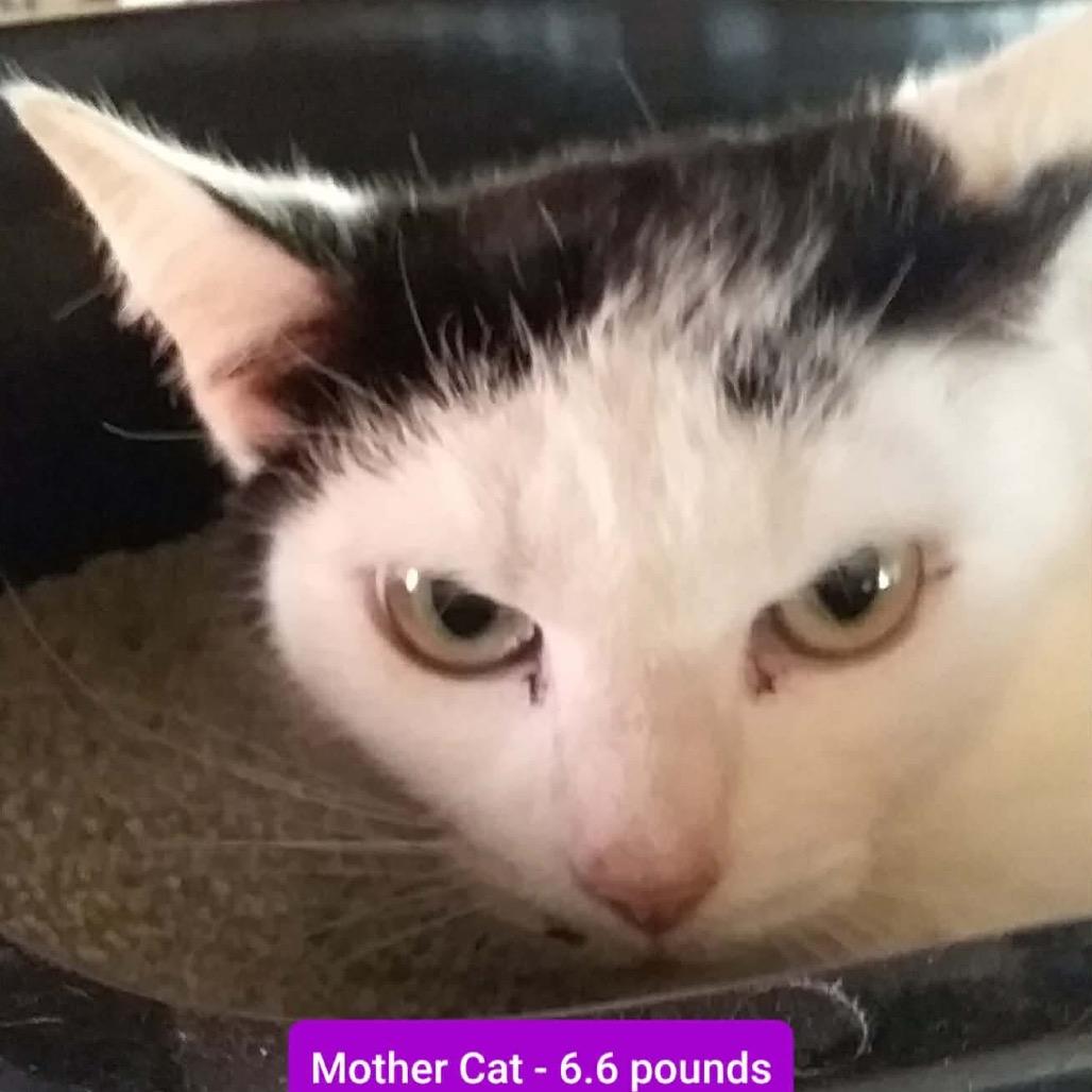 Cindy Clawford, Adoptable, Adult Female Domestic Short Hair.