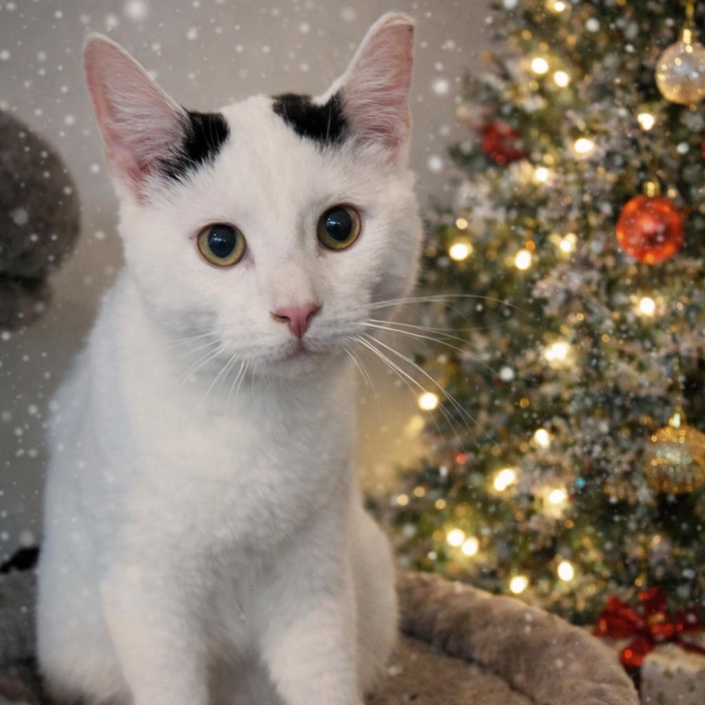 Enlarge Snoop Dogg, a Adoptable mixed breed in Cartersville, GA image 1/6