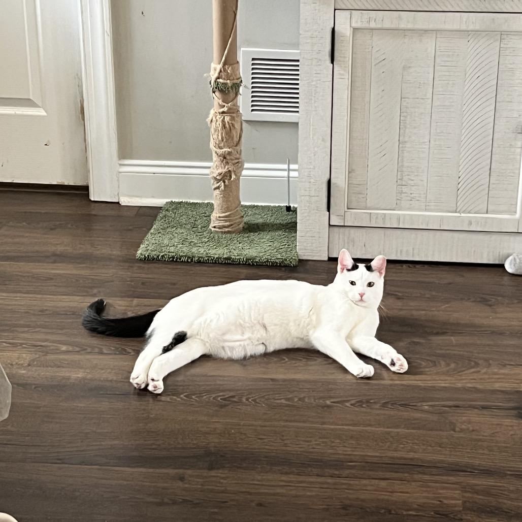 Enlarge Snoop Dogg, a Adoptable mixed breed in Cartersville, GA image 3/6