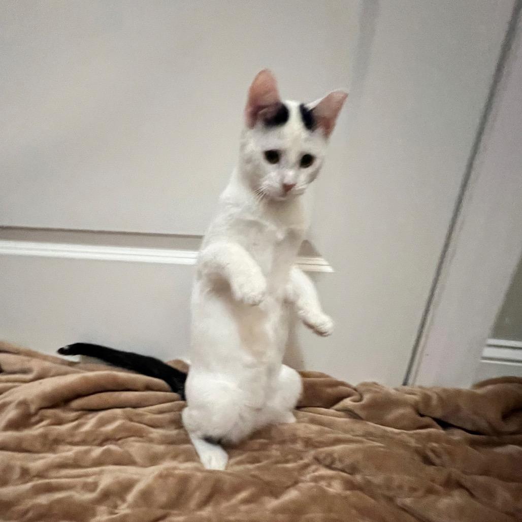 Enlarge Snoop Dogg, a Adoptable mixed breed in Cartersville, GA image 4/6