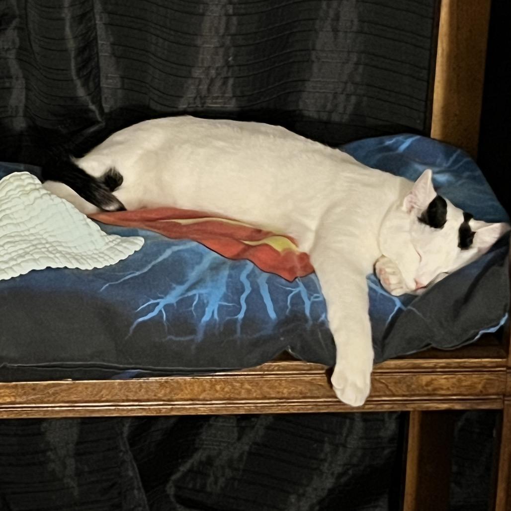 Enlarge Snoop Dogg, a Adoptable mixed breed in Cartersville, GA image 5/6