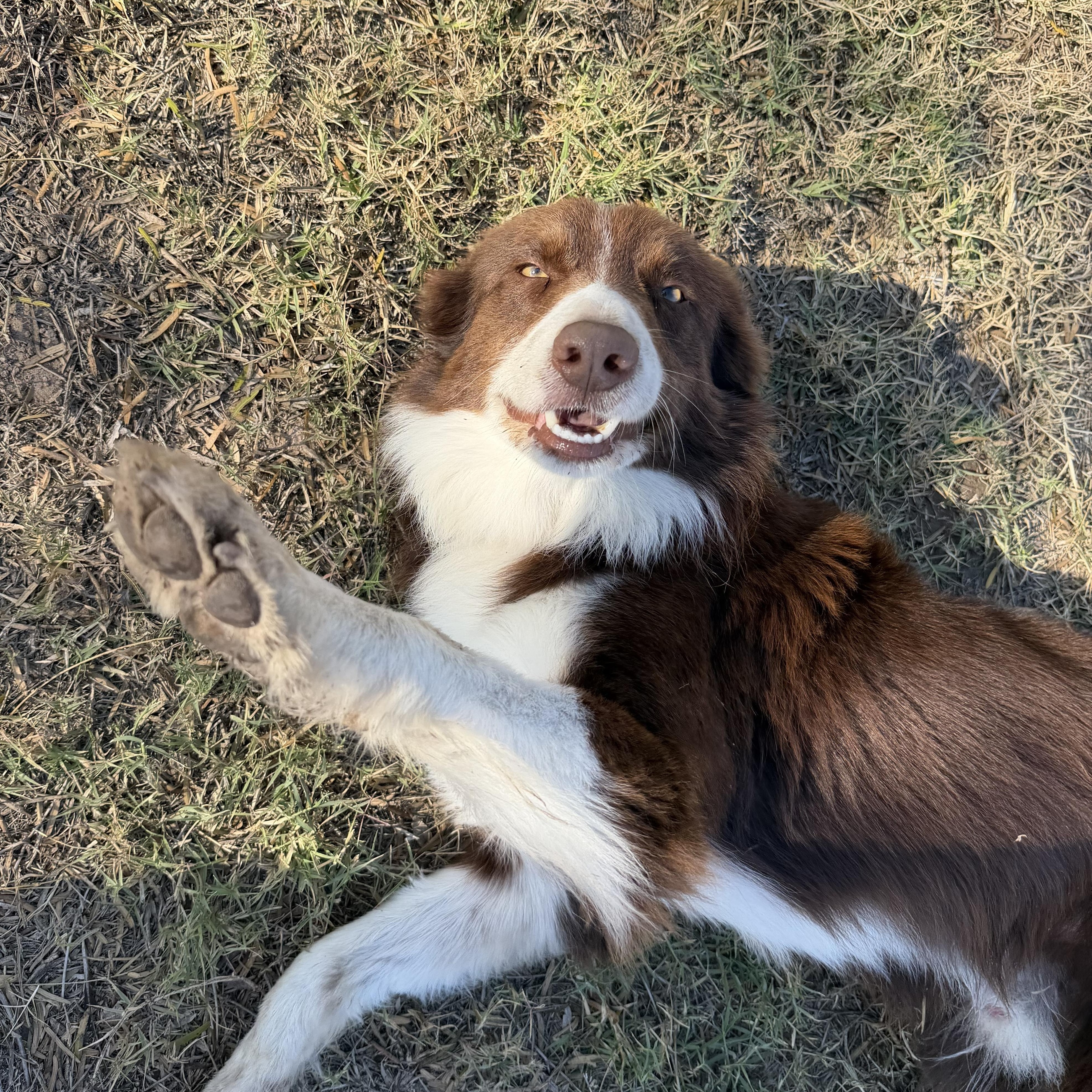 Enlarge Ollie, an adopted mixed breed in The Dalles, OR image 3/5