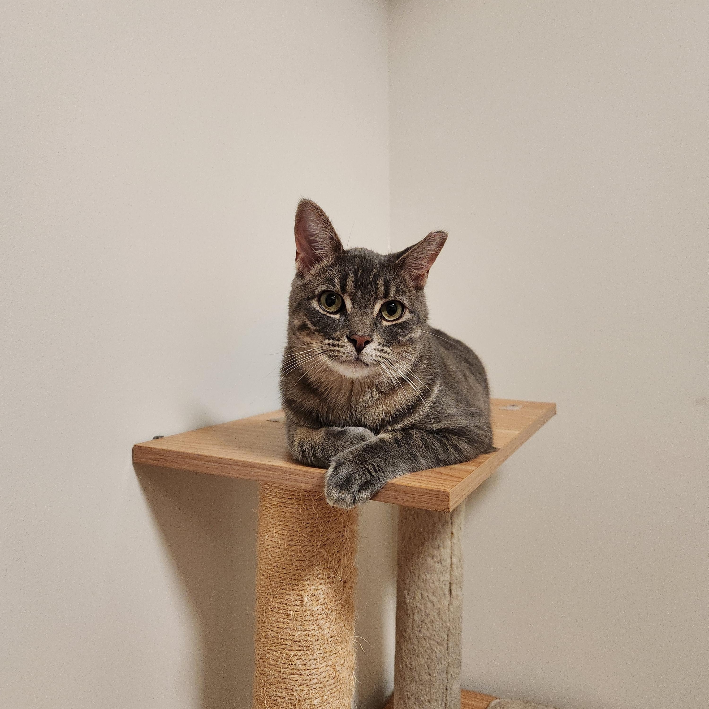 Julius MUST BE ADOPTED AS A BUDDY CAT, an adopted Domestic Short Hair in Toronto, ON image 3/5