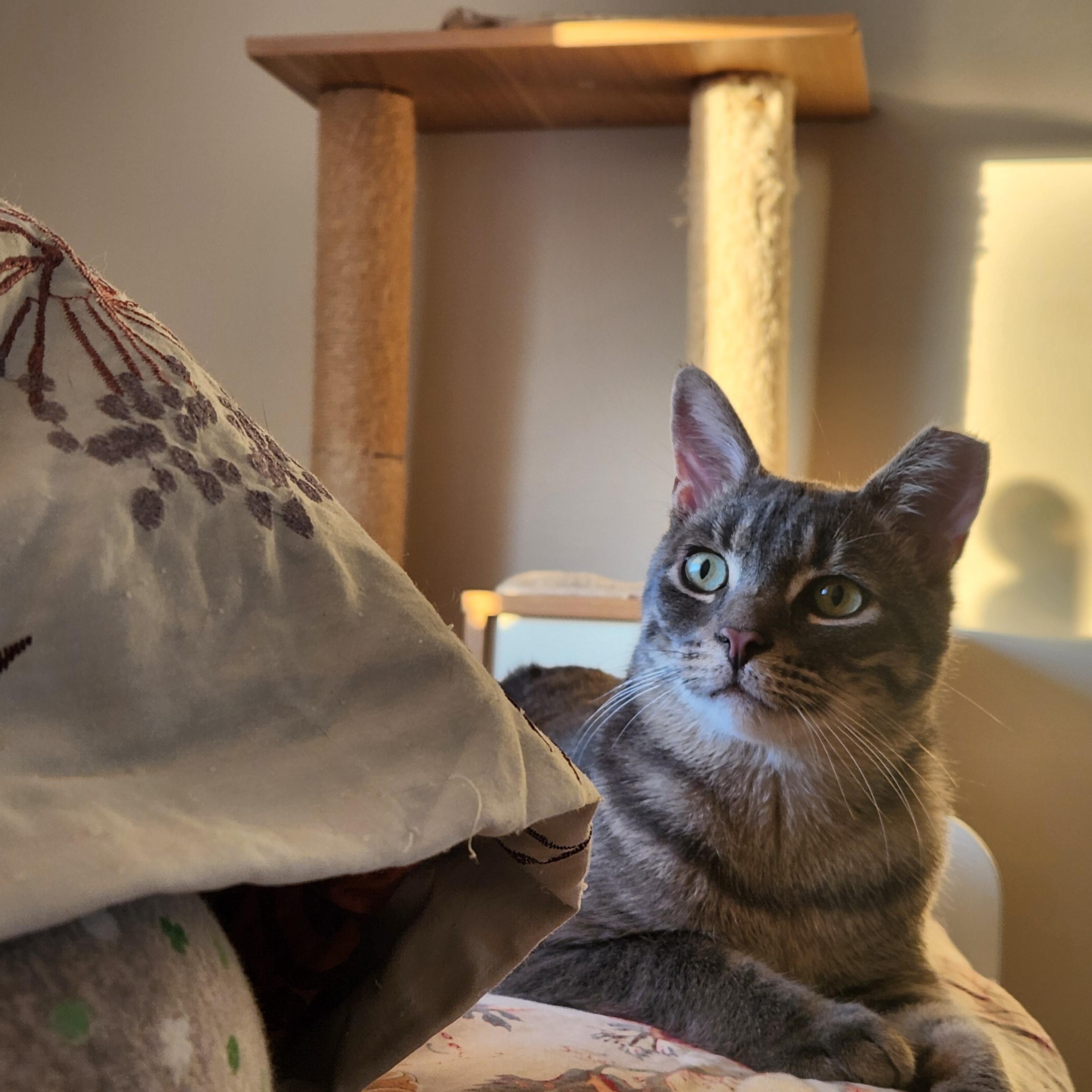 Julius MUST BE ADOPTED AS A BUDDY CAT, an adopted Domestic Short Hair in Toronto, ON image 2/5